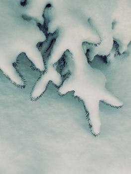 Close-up of snow-covered pine branches creating an abstract pattern in winter.