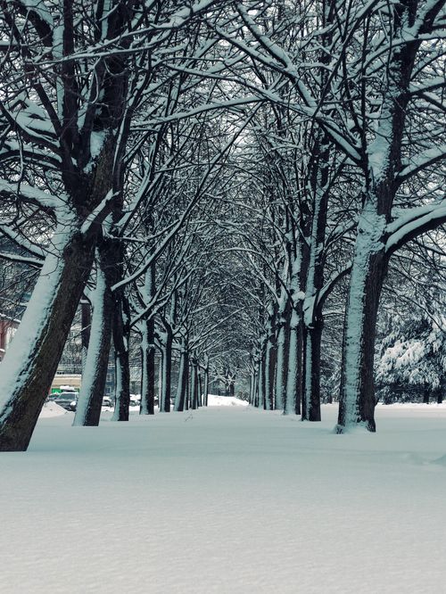 Free Tranquil snowy pathway lined with bare trees creating a tunnel-like view in wintertime. Stock Photo