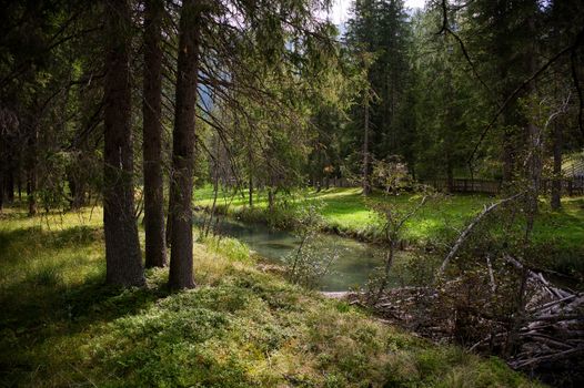 Peaceful forest with stream in Trentino-Südtirol, Italy, showcasing lush greenery.