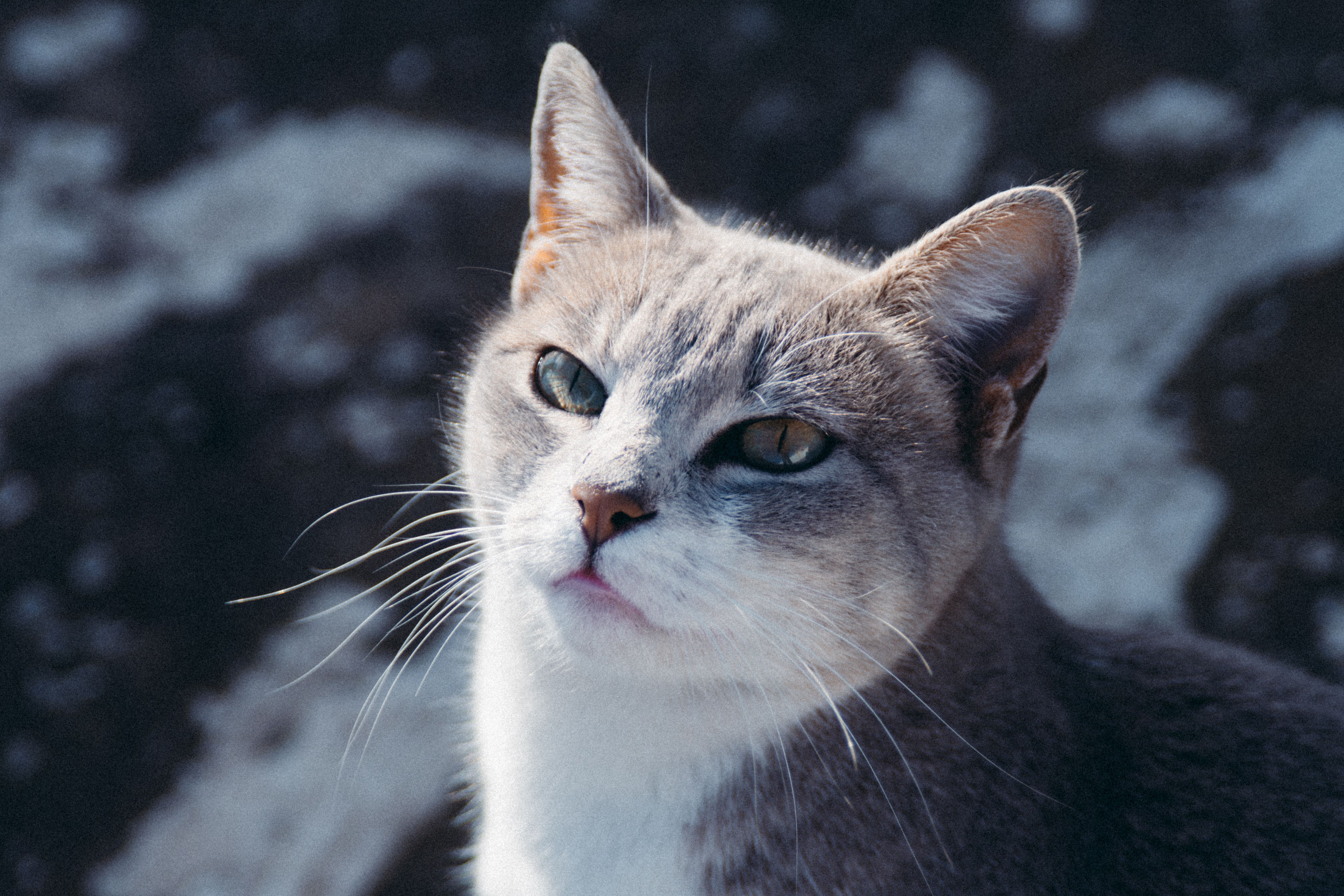Portrait of a cat at a veterinary clinic