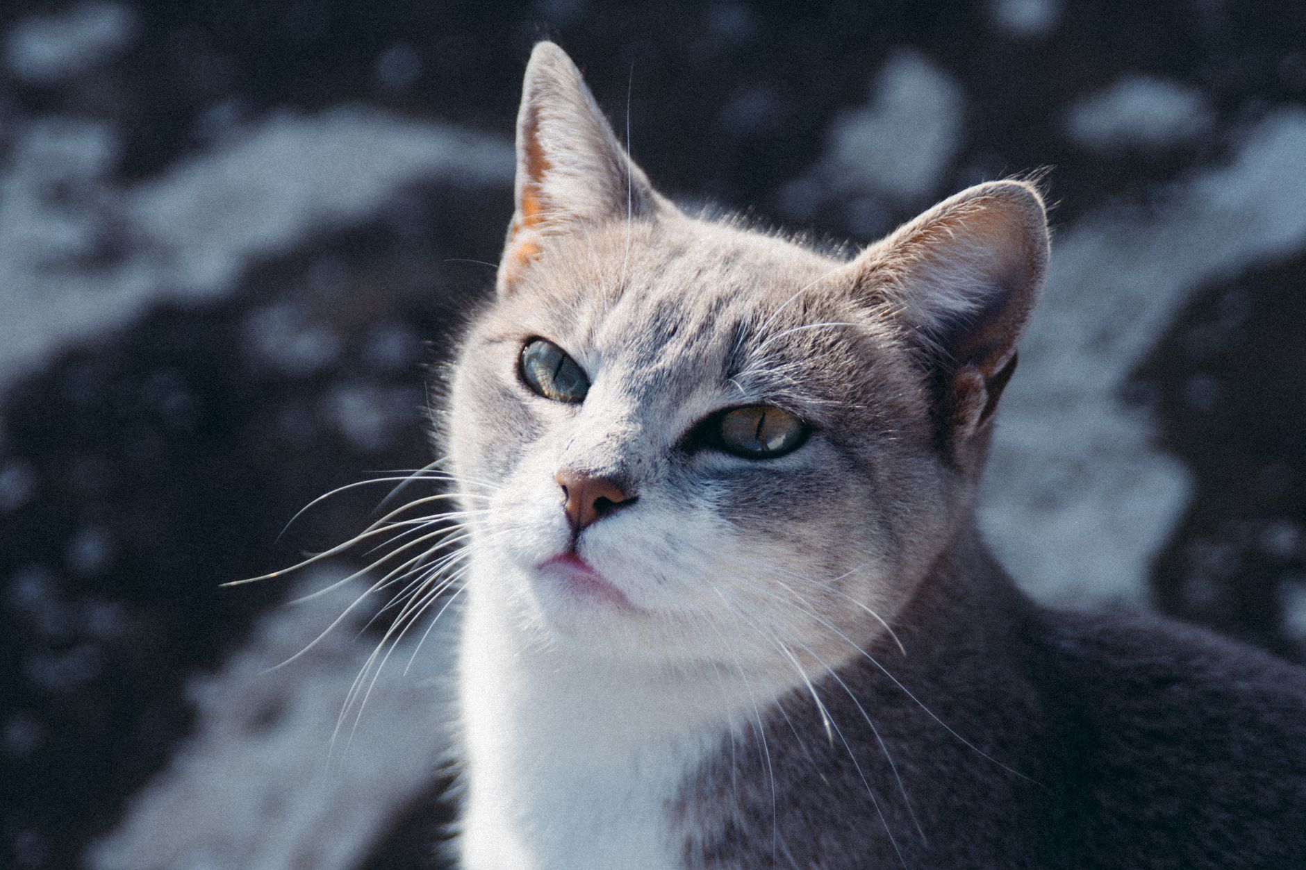 Portrait of a cat at a veterinary clinic