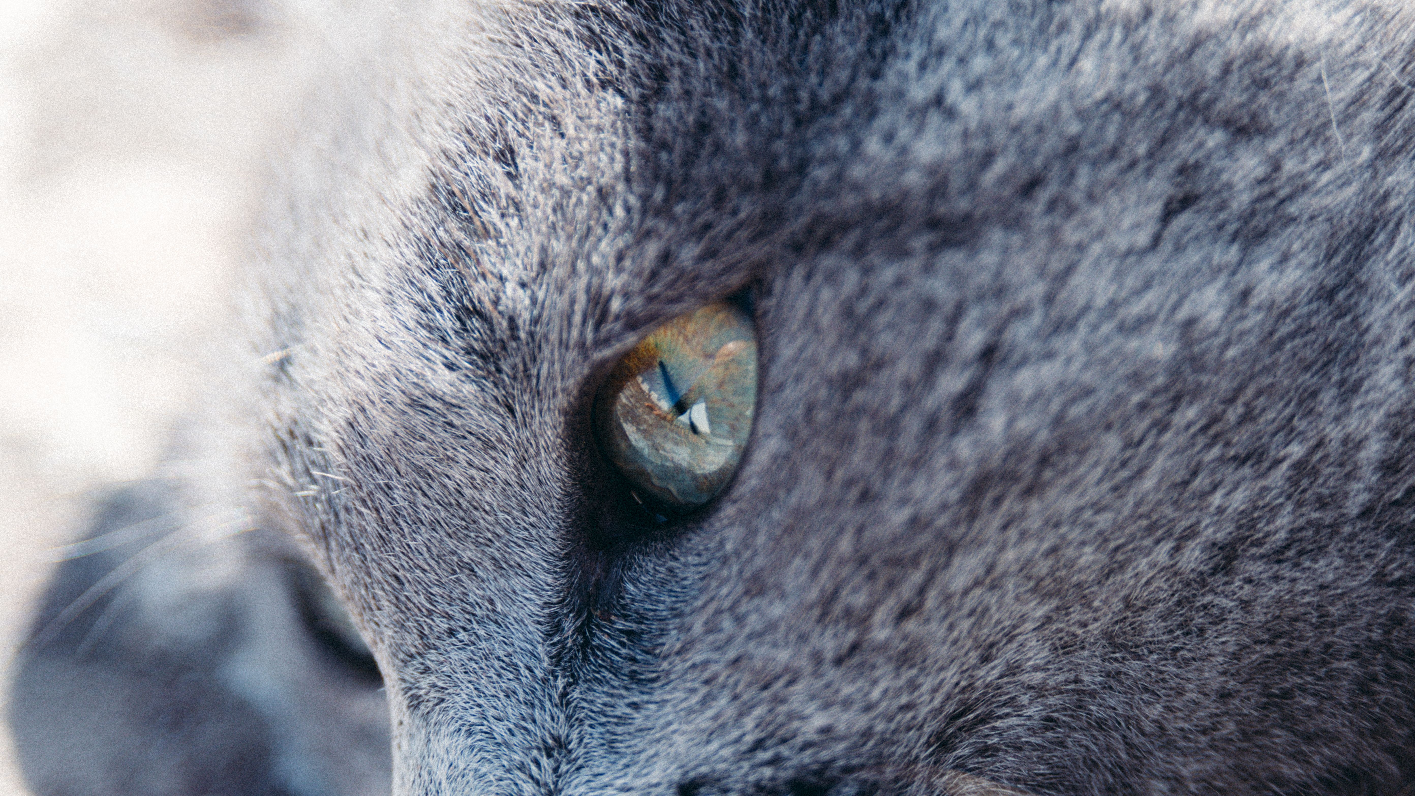 Portrait of a cat at a veterinary clinic