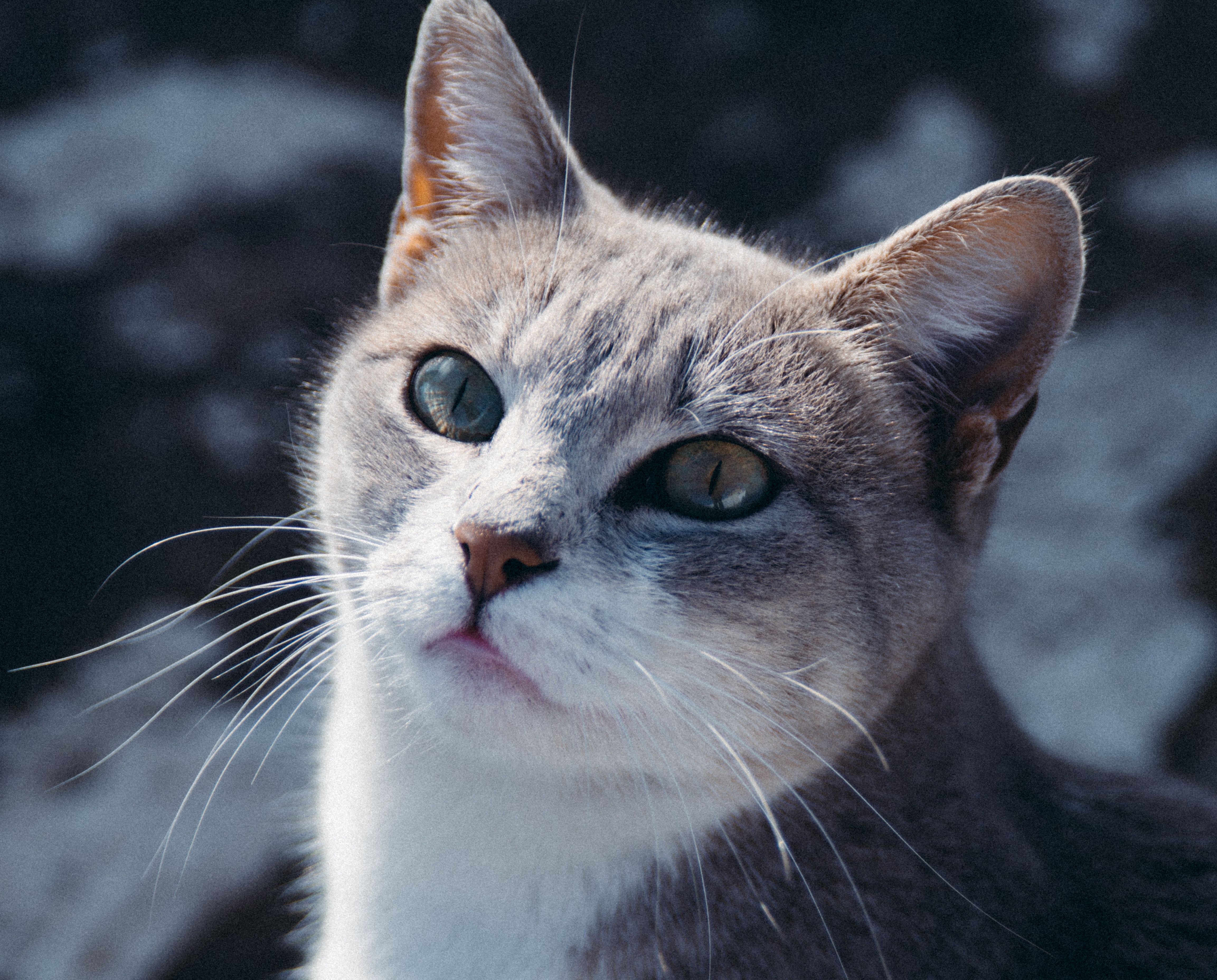 Veterinarian examining a cat during a checkup
