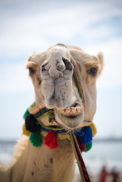 Arabian Camel Photos, Download The BEST Free Arabian Camel Stock Photos &  HD Images