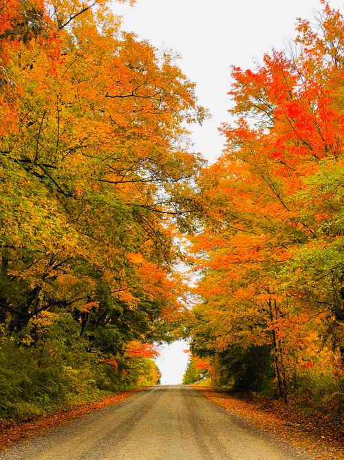 Free A peaceful rural road lined with vibrant autumn foliage in rich orange and yellow hues. Stock Photo