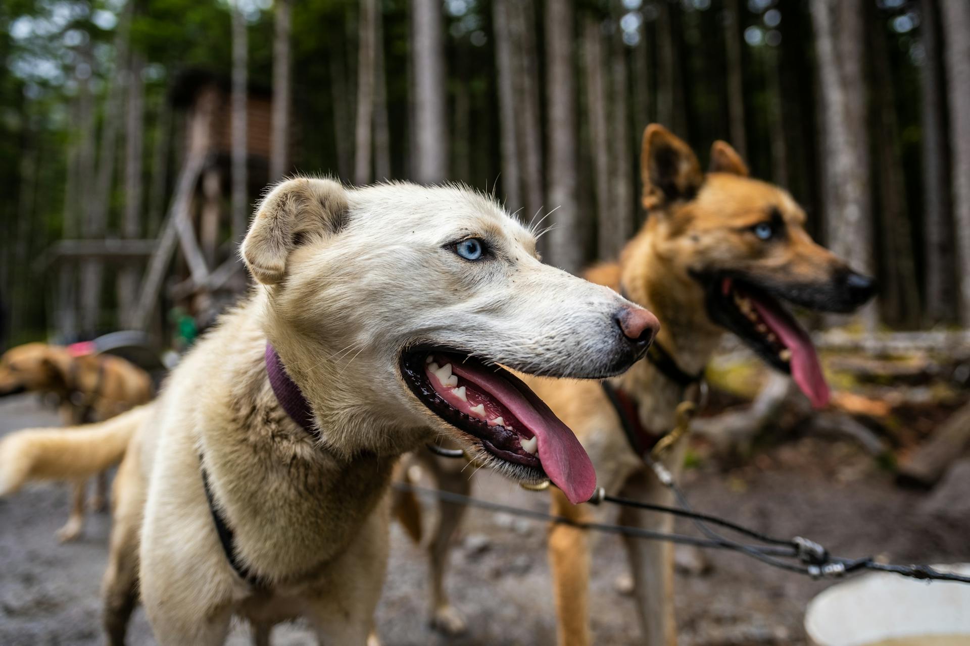 Close-Up Photo Of Dog