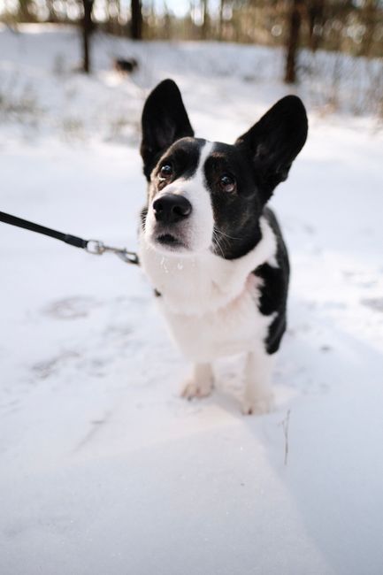 Adorable Corgi dog on a leash exploring a snowy forest path.
