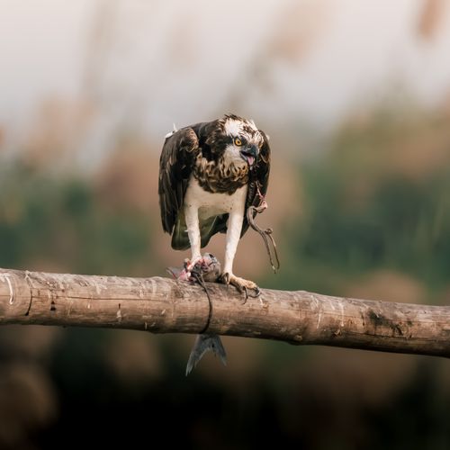 Free A striking image of an osprey capturing its prey on a wooden perch in Purbasthali, India. Stock Photo