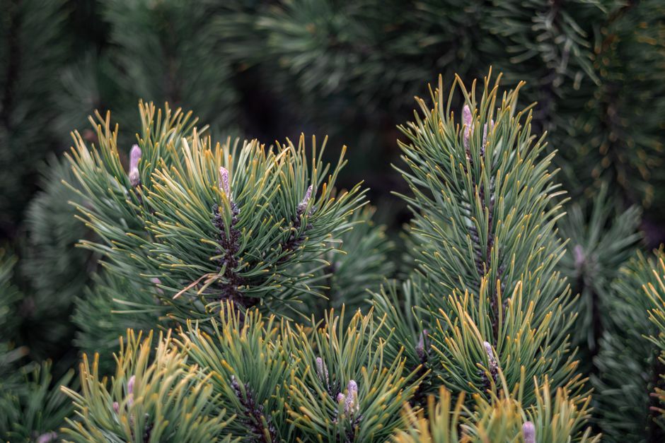 Detailed view of vibrant evergreen pine needles in natural outdoor setting.