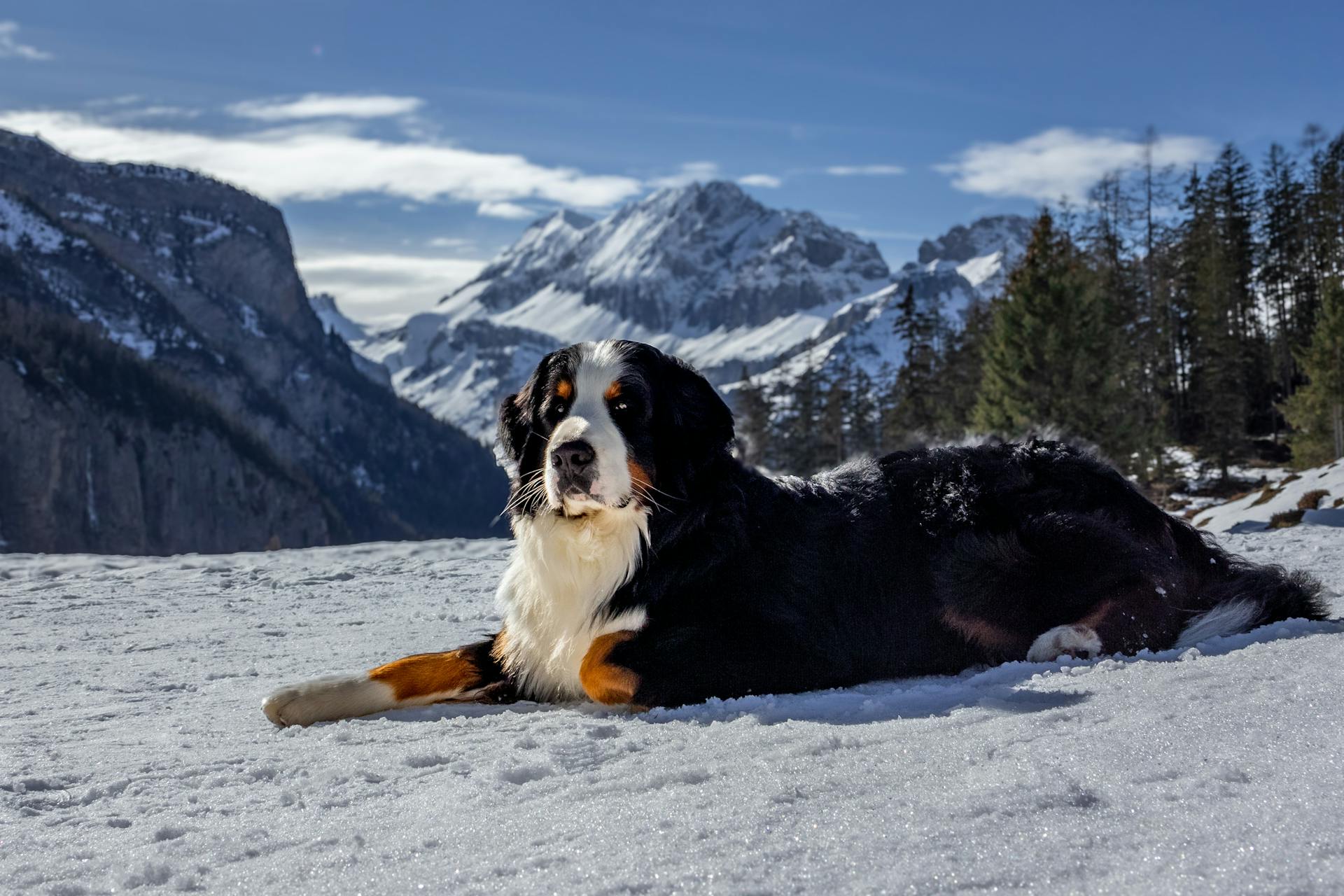 Bernese Mountain Dog enjoys a sunny day in a snowy alpine setting with majestic mountains.