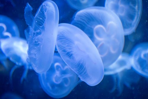 Free A mesmerizing view of glowing jellyfish in a serene underwater ocean setting, showcasing bioluminescence. Stock Photo
