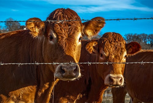 Free Brown Cattle Behind Barb Wire Stock Photo