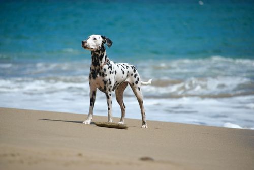 Free A Dalmatian dog stands on a sandy beach in Samaná, Dominican Republic, with the ocean behind. Stock Photo