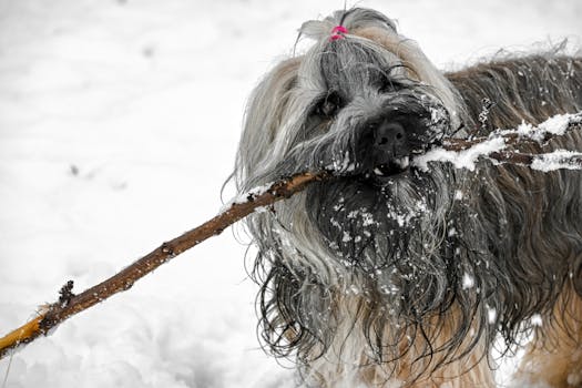 A Briard dog playful in snowy Sittard, Limburg, Netherlands, biting a stick.