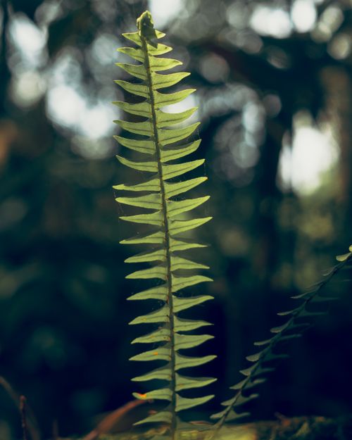 Free Detailed close-up of a green fern leaf in the vibrant forests of Xilitla, Mexico. Stock Photo