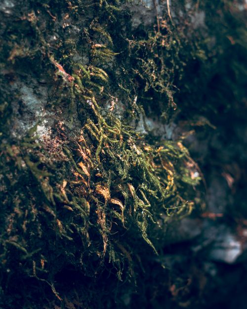 Free Detailed close-up shot of moss on a rock, showing rich textures and natural beauty. Stock Photo