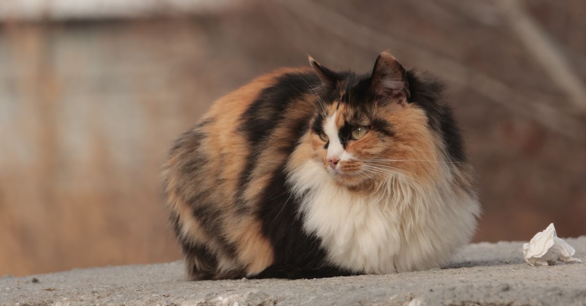 Close-up of a Fluffy Calico Cat Outdoors · Free Stock Photo