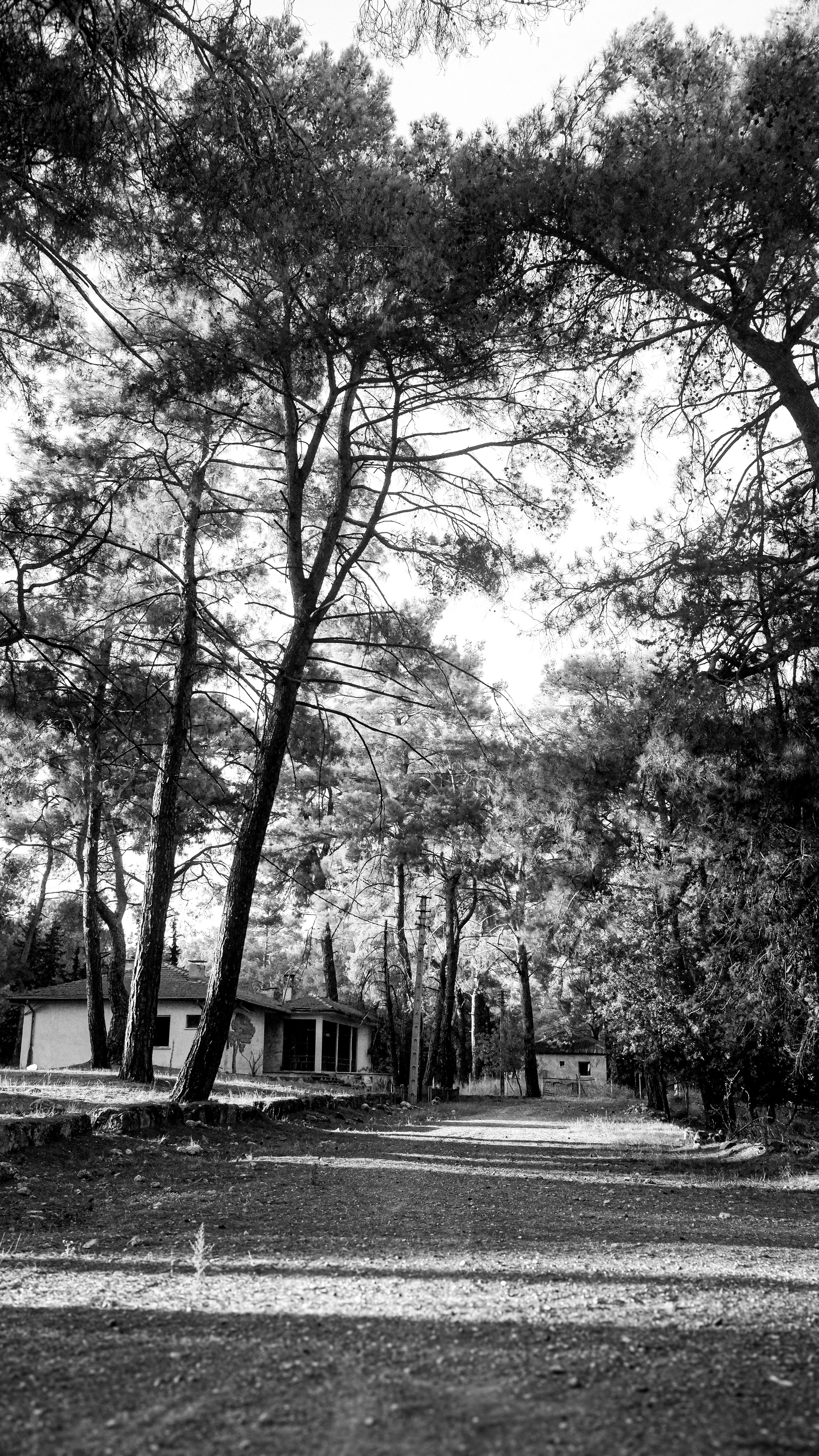 Serene black and white photo of a forest path leading to a cabin.
