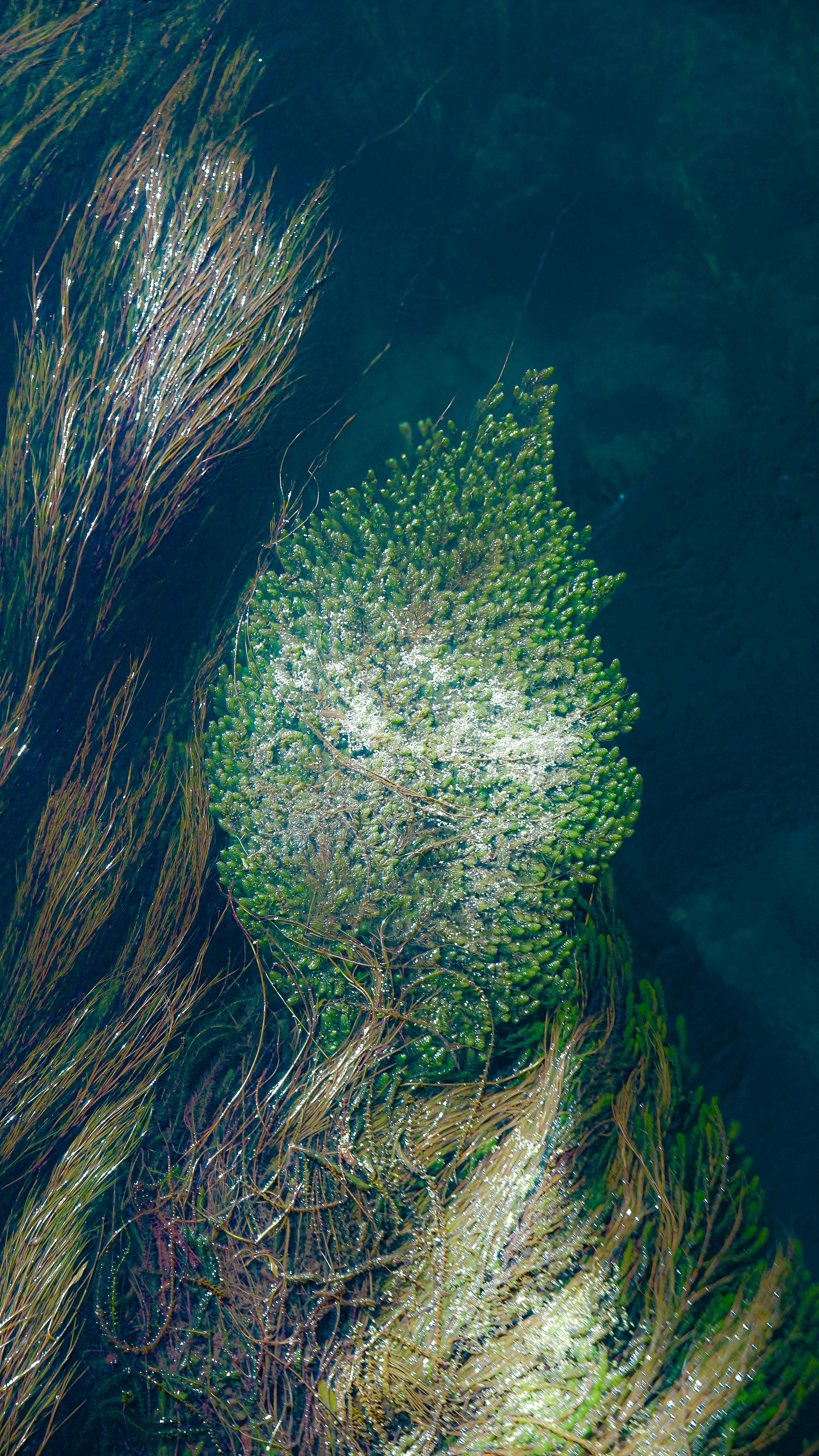 Forêt d’algues brunes sous-marine évoquant l’algue wakamé