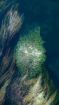 Vibrant underwater seaweed swaying in deep blue ocean waters, showcasing marine life.