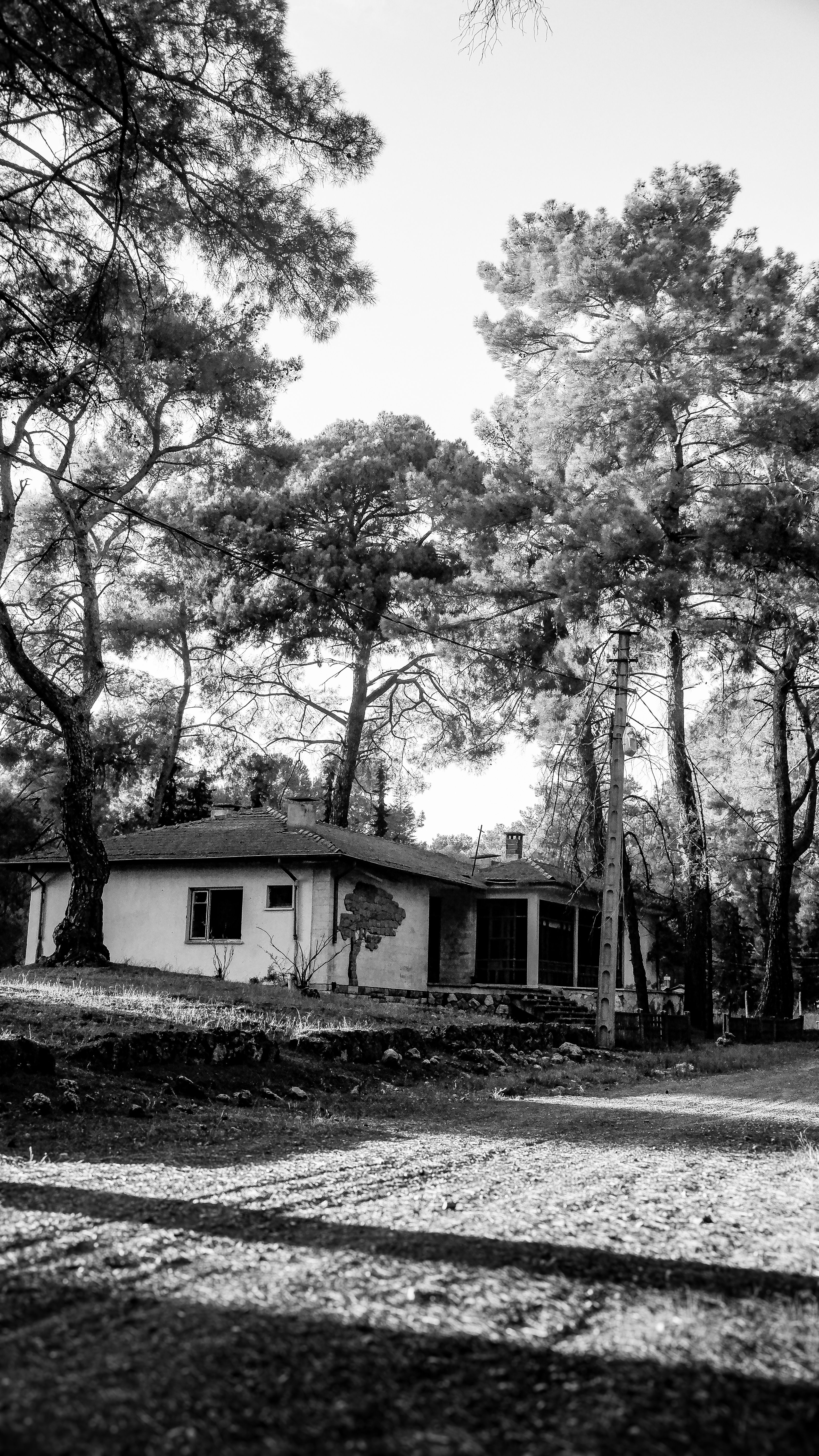 Black and white photo of a rustic cabin embraced by towering pine trees.