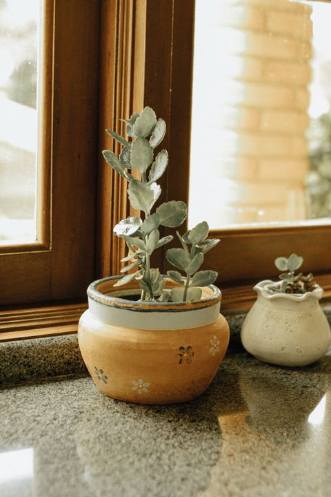 Painted ceramic planter with a succulent by a window