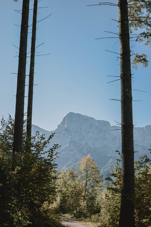 Foto d'estoc gratuïta de a l'aire lliure, arbres, arbres de coníferes