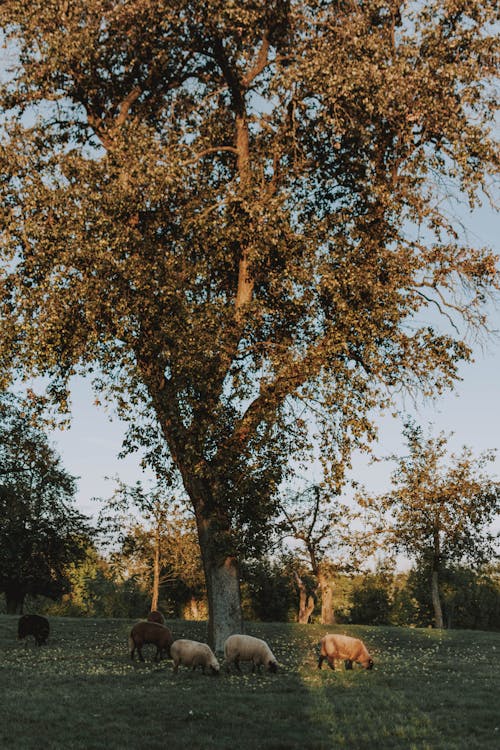 Foto Di Pecore Al Pascolo Sotto L'albero