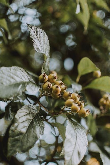 A detailed look at vibrant yellow berries with fresh green leaves in a natural setting.