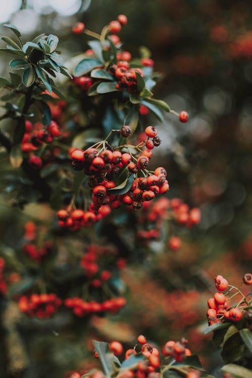 Red Cherries