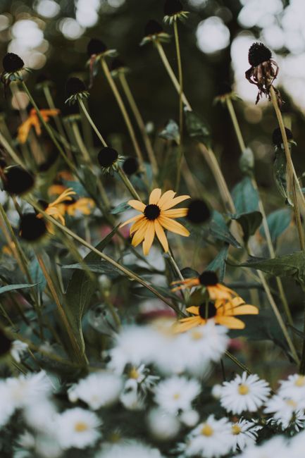 A close-up of vibrant yellow and white flowers in bloom, showcasing natural beauty and freshness.