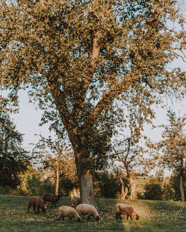 Gregge Di Pecore Al Pascolo Sotto L'albero