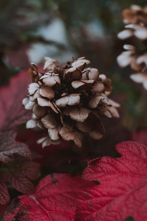 Brown Petaled Flowers