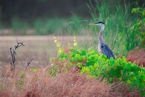 Free A great blue heron standing amidst lush green and brown vegetation in a natural setting. Stock Photo