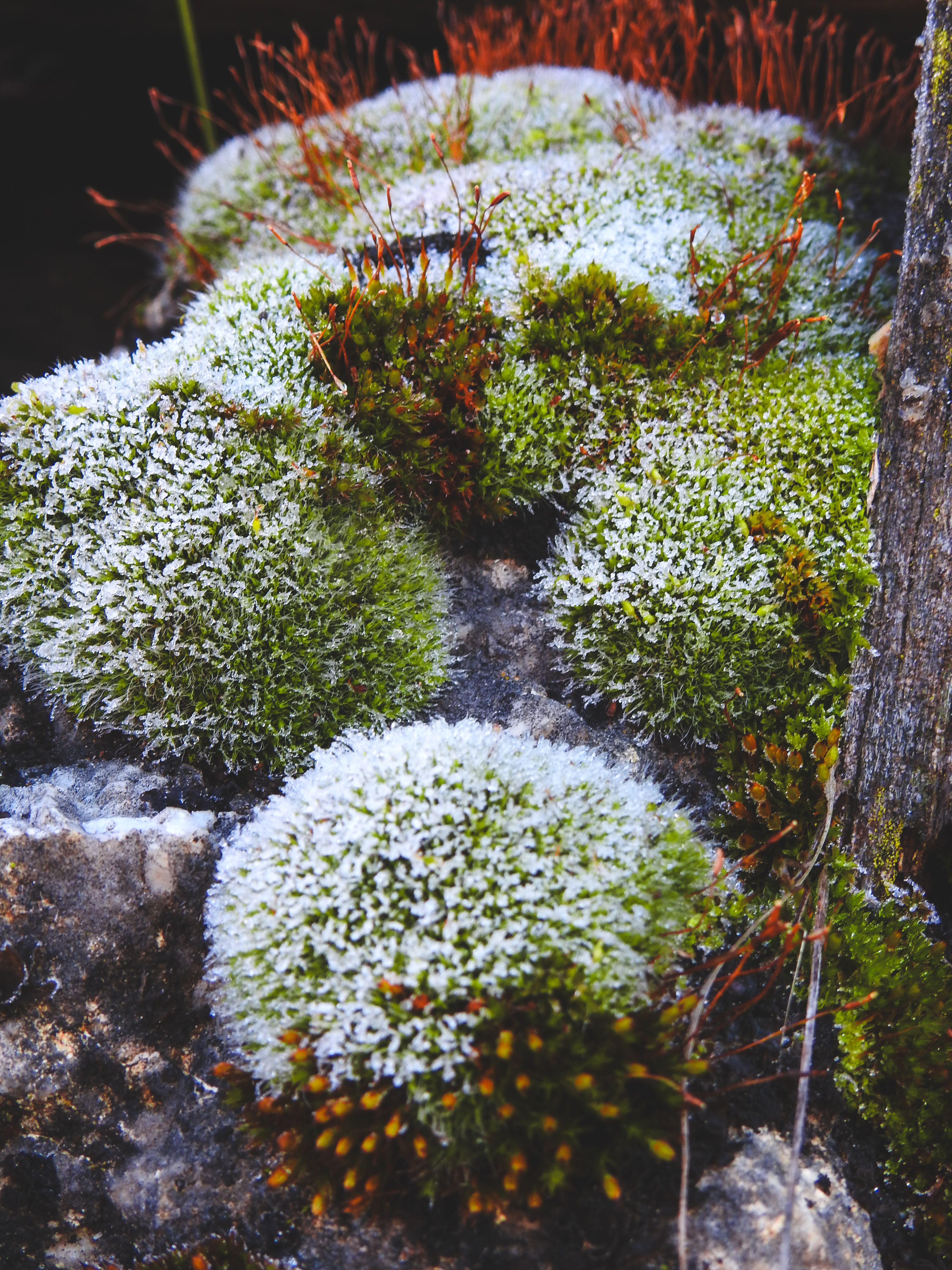 Fotomural Primer plano de musgo verde helado en las rocas en Mengen, Bolu, Turquía durante el invierno.