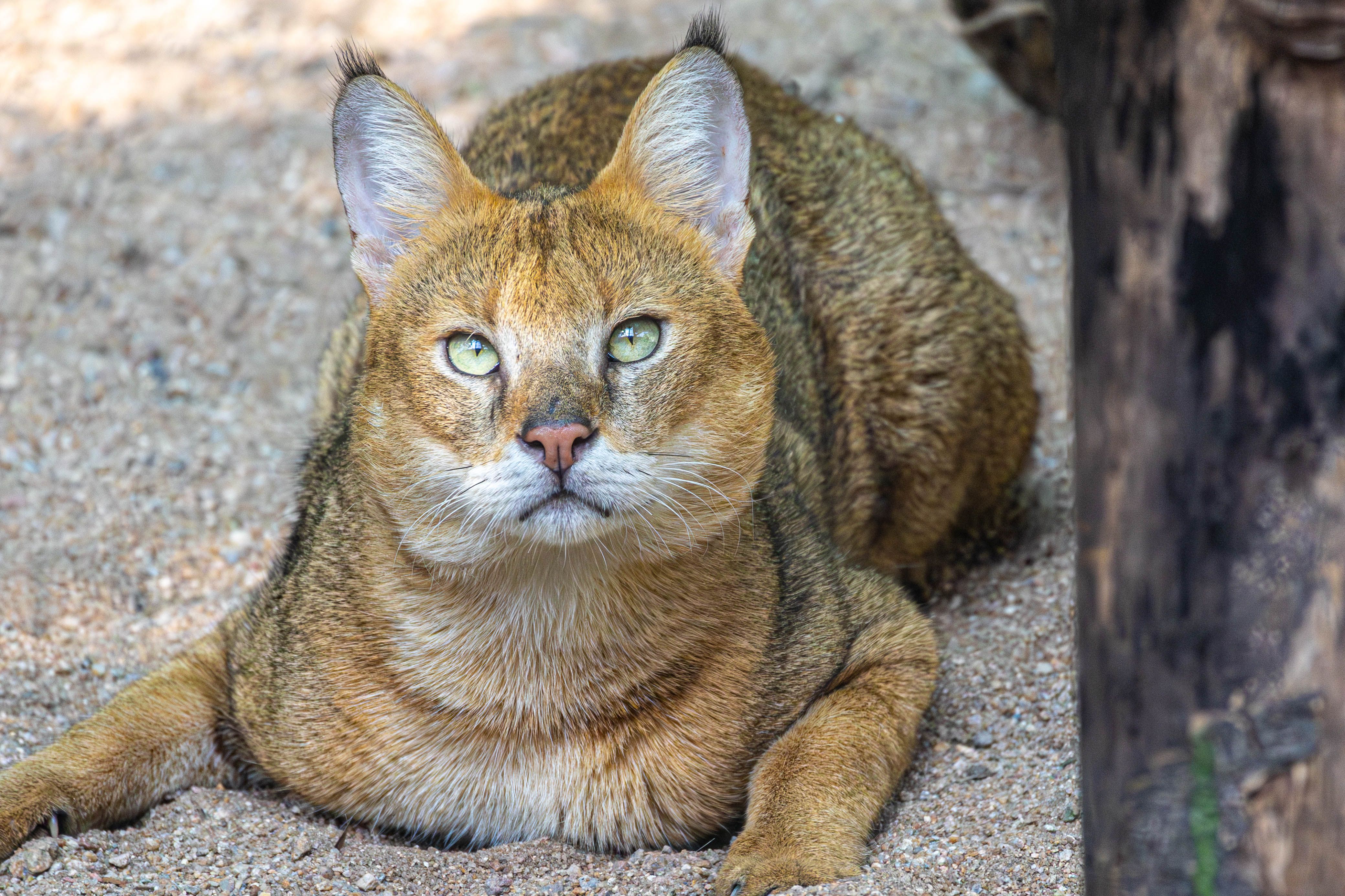 Close-Up Portrait of a Majestic Wild Cat · Free Stock Photo