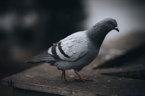 Free Detailed image of a Rock Pigeon (Columba livia) perched on a stone surface, showcasing its feathers. Stock Photo