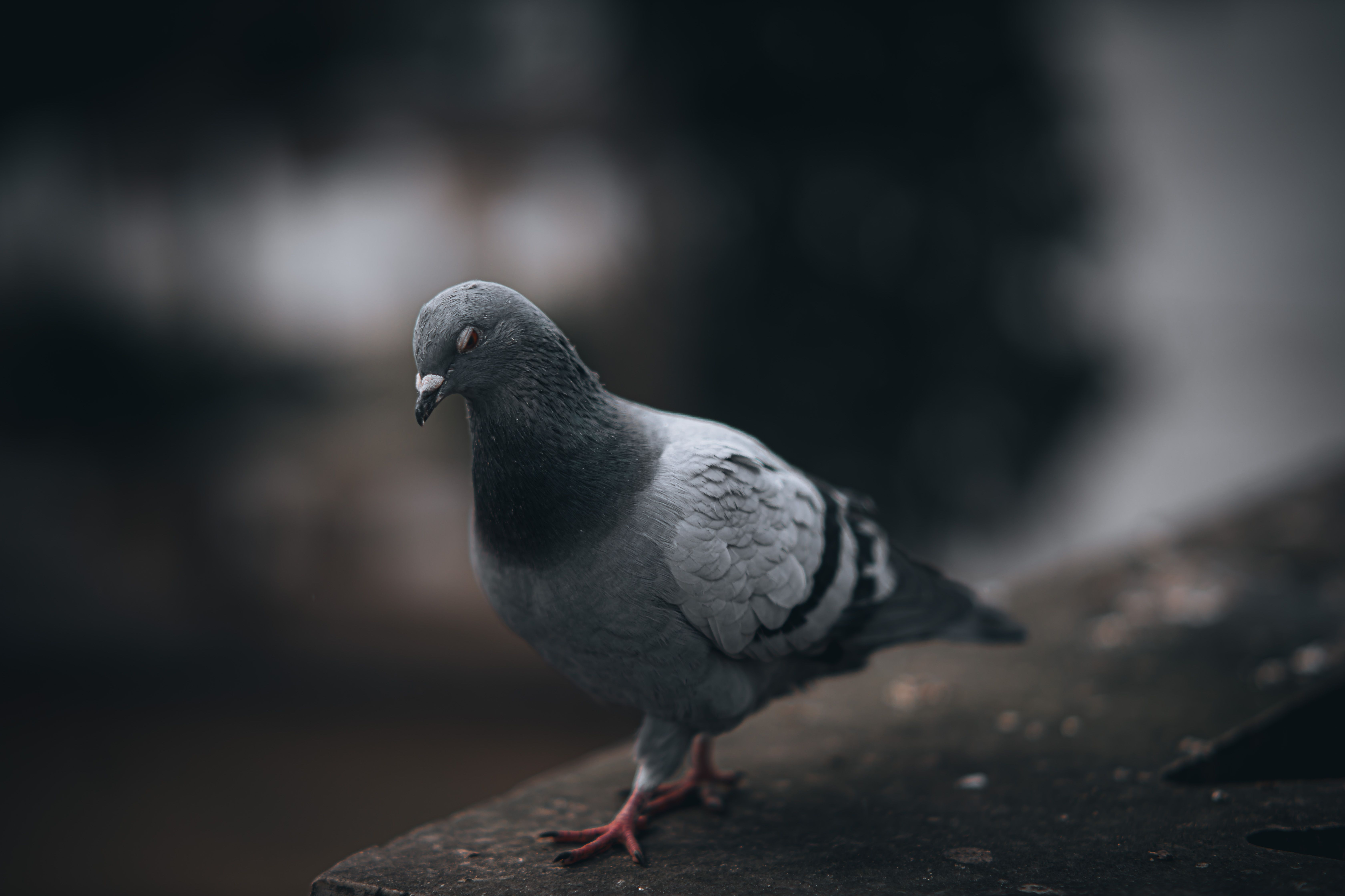 dead pigeon superstition