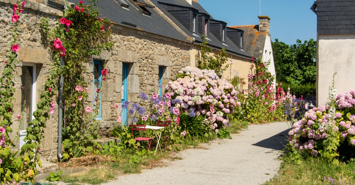 Hollyhocks Along Walls