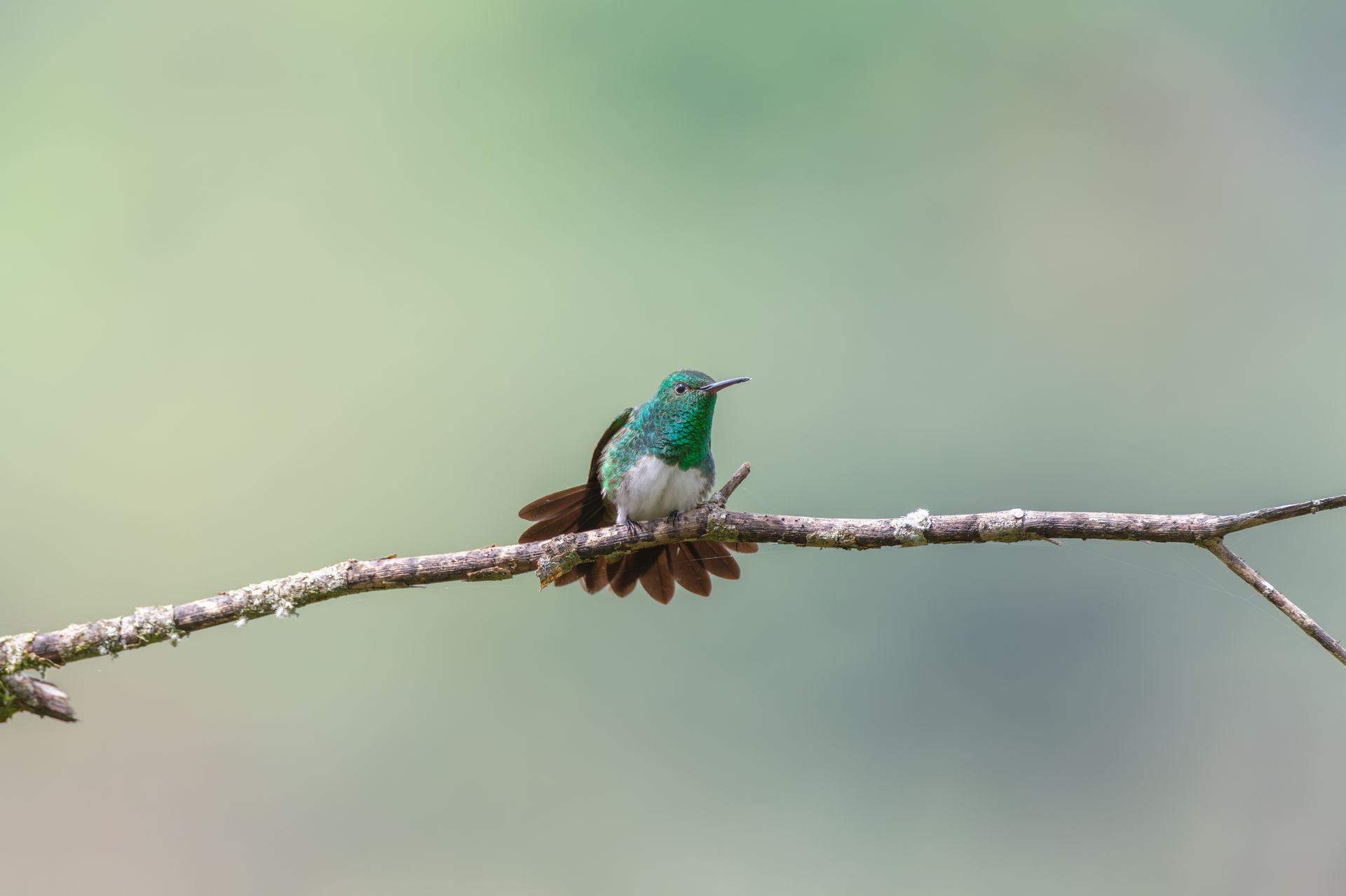 Beautiful hummingbird perched on a branch in lush Costa Rican forest.