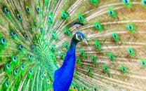 特写镜头展示了孔雀充满活力的羽毛和复杂的图案