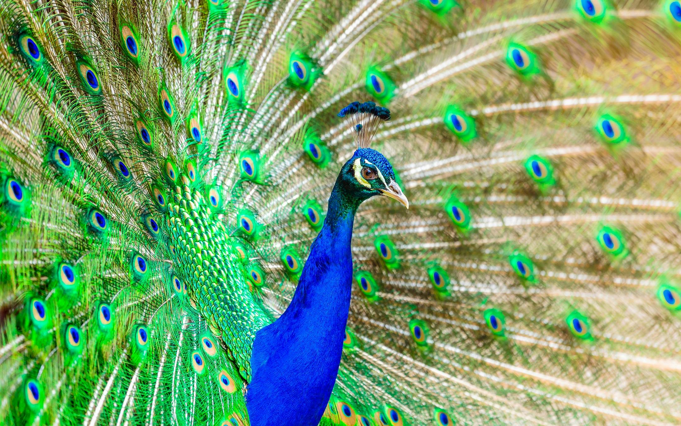 Best and Bautifull birds pecock,Peacock, peacocks HD wallpaper