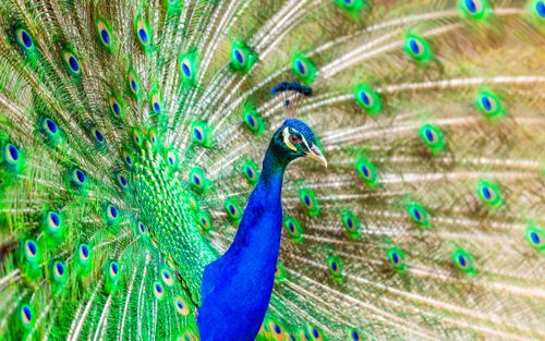 Free Close-up of a peacock showcasing its vibrant feathers and intricate patterns. Stock Photo