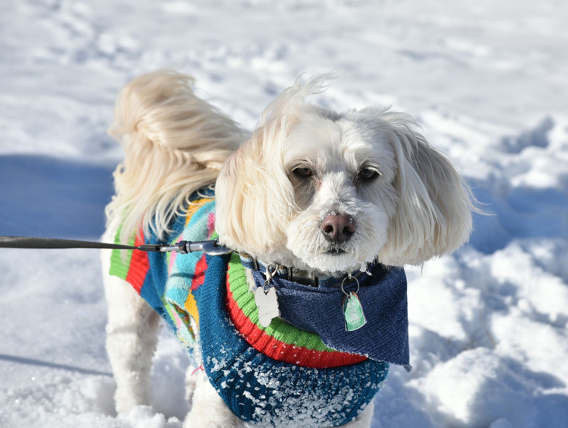 A small white dog wearing a colorful sweater stands in the snow on a sunny day.