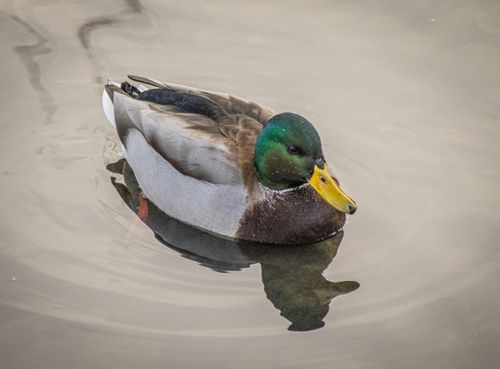 Free Peaceful mallard duck swimming gracefully with reflections in a calm lake. Stock Photo