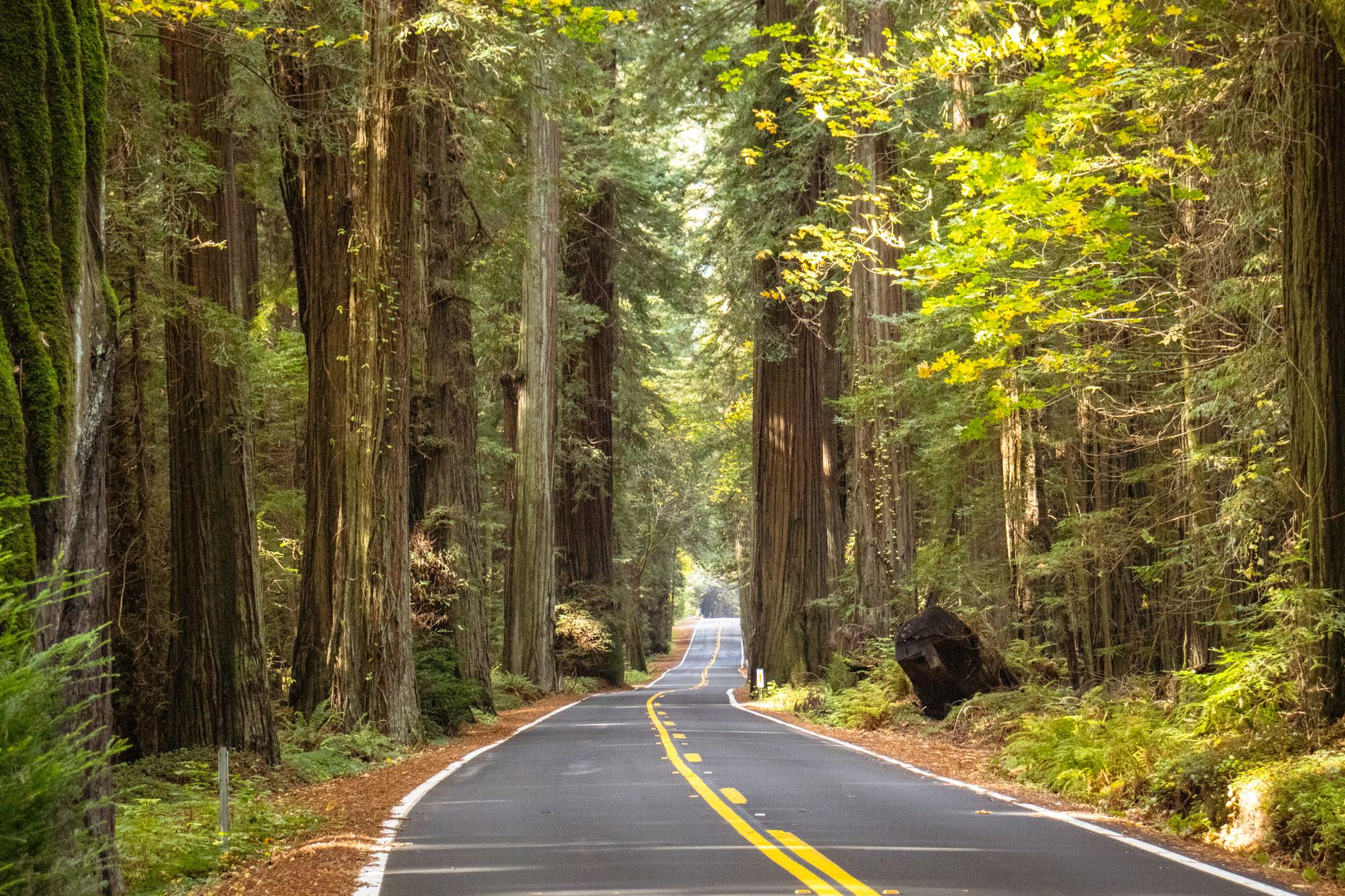 A peaceful road winding through the towering redwood forest in California, USA.