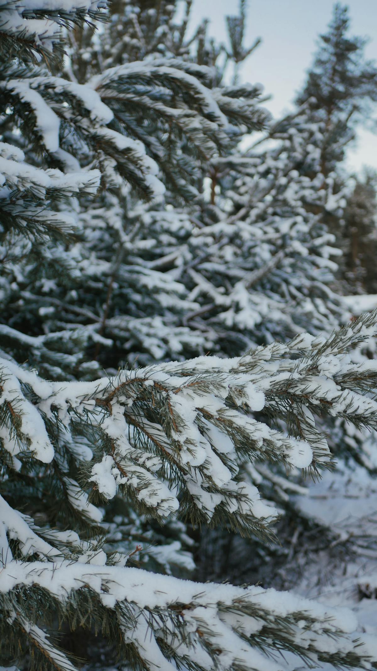 Snow-laden pine forest in Swedish Lapland — the terrain a snowmobile safari covers