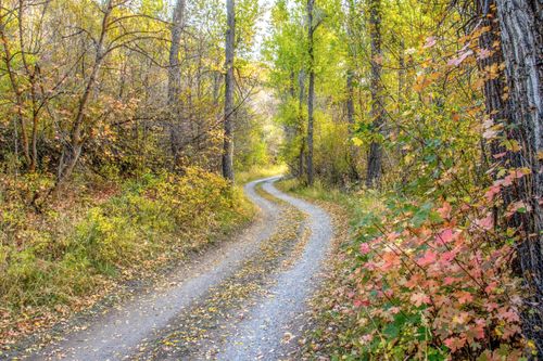 Free Scenic winding road through a colorful autumn forest in Salt Lake City, Utah. Stock Photo
