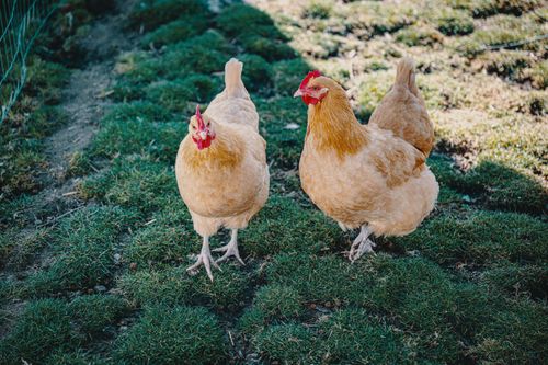 Free Two Buff Orpington chickens walking on grass in Boise, Idaho during the day. Stock Photo