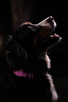 A Bernese Mountain Dog in profile, captured with striking low lighting, highlighting its features.
